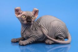Elf and Sphinx kittens available!!