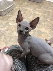 Adorable Male and Female Sphynx Kittens