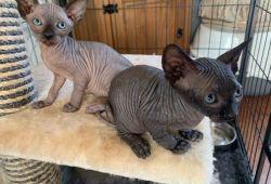 Black and Grey Canadian Sphynx Kittens Available