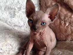 Sphynx kittens available to reserve