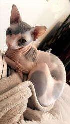 Adult Sphynx needs a new home
