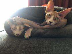 Sphynx brother and sister for Rehome 1.5 years old