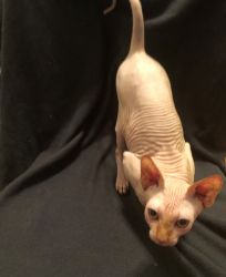 Adorable Sphynx Kittens Available Now