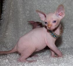 Male and female Sphynx kittens for sale
