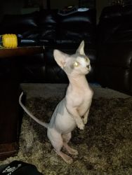 2 Hairless cats 1 bambino cat and 1 blue sphynx
