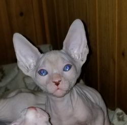Male sphynx kitten ( blue eyes)