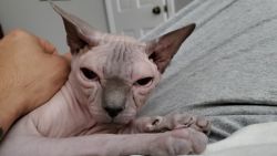 This is YOUR NEW CAT! Blue canadian sphynx