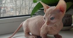 Sphynx kitten for pet lovers