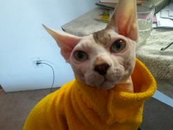 Wanted -Sphynx male for 2 females
