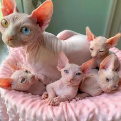 Bambino Sphynx kittens
