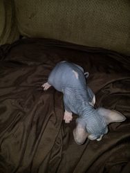 Hairless Sphynx cats available