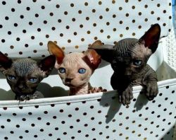 Healthy male and female Sphynx kittens for sale