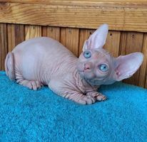 Blue Eyed Sphinx Kittens Ready Now