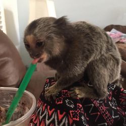 Marmoset monkey,Marmoset monkey for sale,cheap Marmoset monkey online