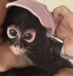 Cute baby spider monkeys for sale