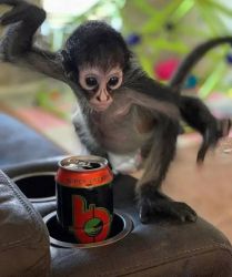 Healthy baby Spider monkeys currently available