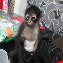 Cora – Female Spider Monkey for Sale