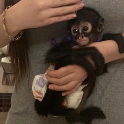 Marco – Male Spider Monkey for Sale
