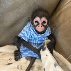 Fiona – Female Spider Monkey for Sale