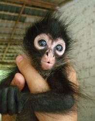 SPIDER MONKEY FOR SALE