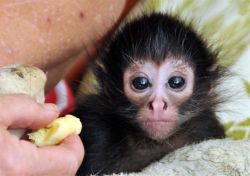 GERGEOUS SPIDER MONKEY BABIES AVAILABLE