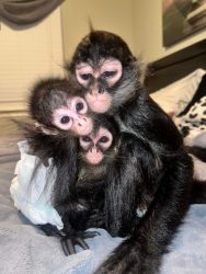 Marmoset monkey