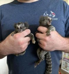 Twin males and female Marmoset Monkeys