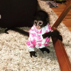 Cute Spider Monkeys available for sale