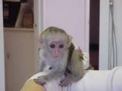 cute capuchin monkeys(xxx)xxx-xxxx