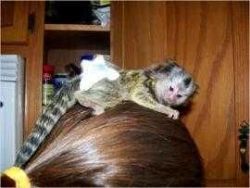 Usda Pygmy Marmoset Monkeys Looking For A Home
