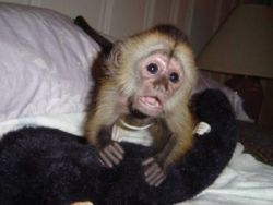 Free Capuchin Monkey To Go Home