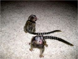 (xxx) xxx-xxx9 Two Adorable Marmoset Monkeys