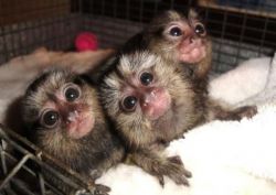 Pygmy Marmoset Baby Monkeys