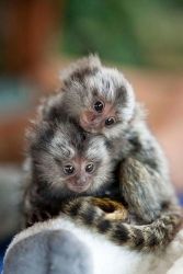 Stunning Baby Marmoset Monkey With Large Cage