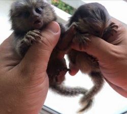 Baby marmoset monkeys available now!