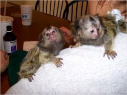 Very Healthy Marmoset Monkeys for a new home