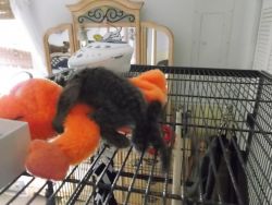 loving Marmoset monkeys,11 weeks old... Pure-bred. Months 36lbs Up to