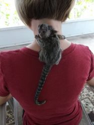 No first time Marmoset monkey owners,