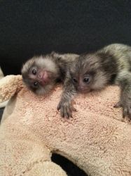 Well Trained Pygmy Marmoset Monkeys for Sale ,these babies are Lovely