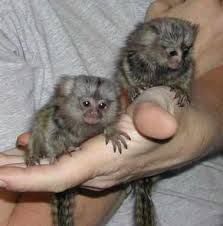 Very healthy marmoset monkey for you