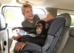 Gorgeous Male And Female chimp Monkey For Adoption