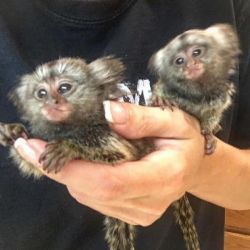 Sweet baby Marmoset Monkeys For Sale (xxx) xxx-xxx1