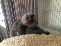 Incredible gift for Capuchin monkeys