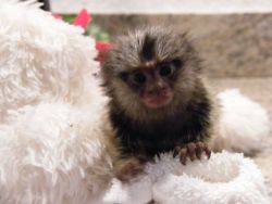Cute Marmoset monkeys Taking deposits now