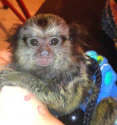 Spider Monkey For Sale