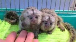 Marmoset Monkeys Male and Female for Sale