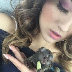 Cute Baby Marmoset Monkey for sale