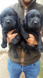 Springador Puppies For Sale