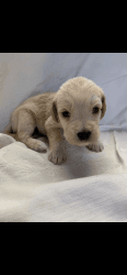 Spinonedoodle Puppies