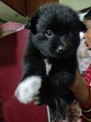 Black, female healthy puppy for sale